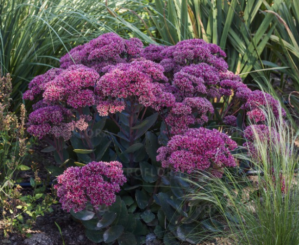 Sedum Sunsparkler 'Thunderhead' Kukehari